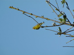 SX18755 Greenfinch (Carduelis chloris) in tree.jpg